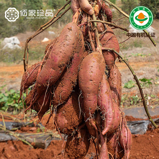 有机榴莲蜜薯3斤小果/中果 商品图1