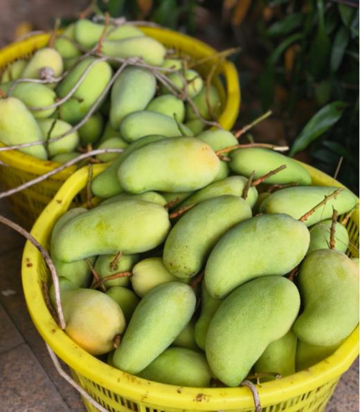 海南金煌芒高山老树老果8.5-9斤/礼盒适合送礼 商品图5