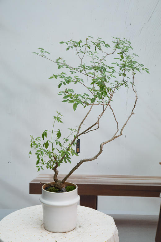 怪头黄荆 商品图0