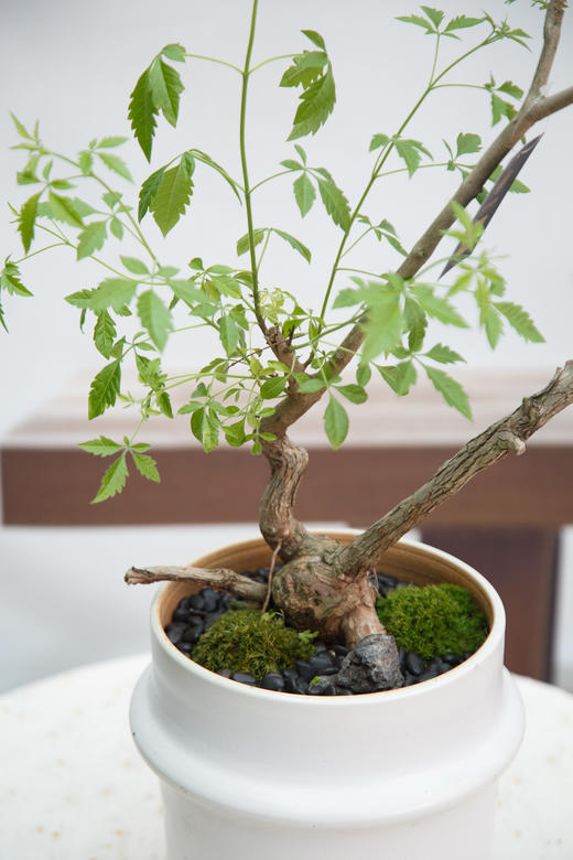 怪头黄荆 商品图1