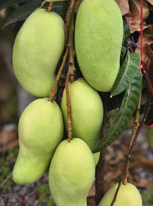 海南金煌芒高山老树老果8.5-9斤/礼盒适合送礼 商品图6