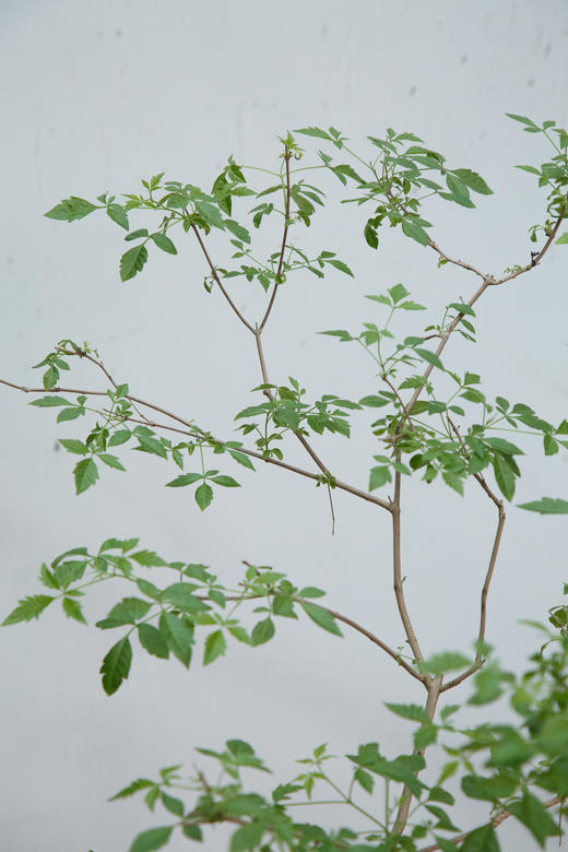 怪头黄荆 商品图2