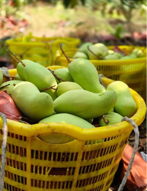 海南金煌芒高山老树老果8.5-9斤/礼盒适合送礼 商品图7