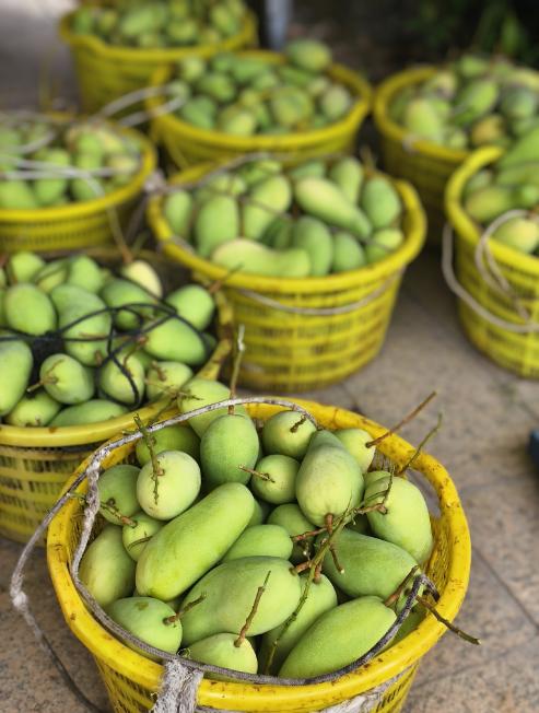 海南金煌芒高山老树老果8.5-9斤/礼盒适合送礼 商品图4