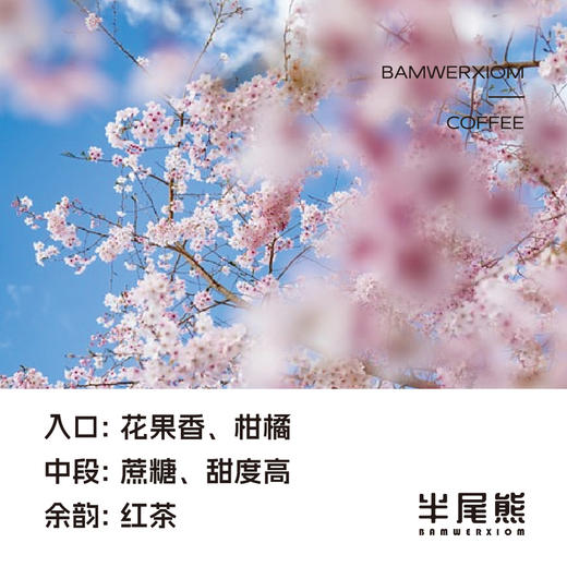 半尾熊丨冷萃冻干咖啡 A耶加雪菲-花茶 26g（2.6g*10罐 ） 商品图3