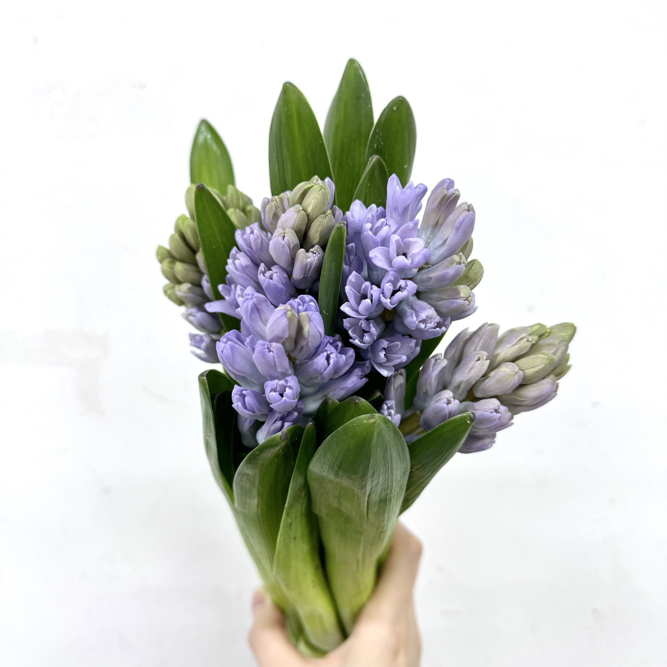 4月2日风信子淡紫红 CityOf Bradford 30cm35+-...