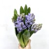 4月2日风信子淡紫红 CityOf Bradford 30cm35+-... 商品缩略图0