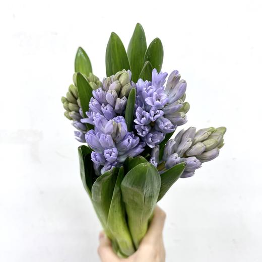 4月2日风信子淡紫红 CityOf Bradford 30cm35+-... 商品图0