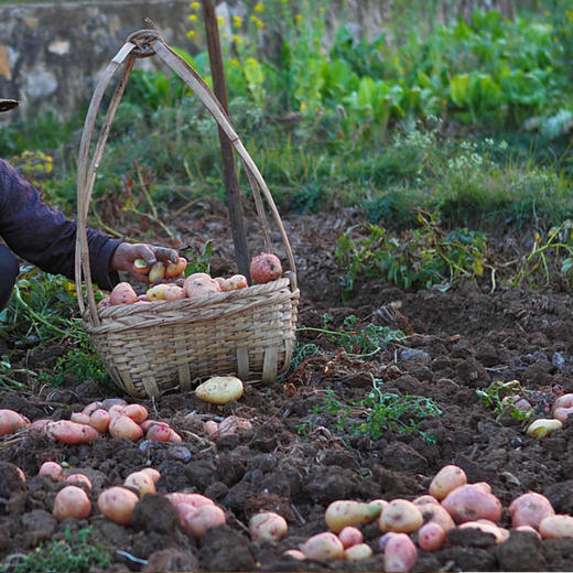 【云南红皮土豆】香甜粉糯 细嫩绵密不噎人 口感香甜 原生态种植 2种规格任选 商品图5