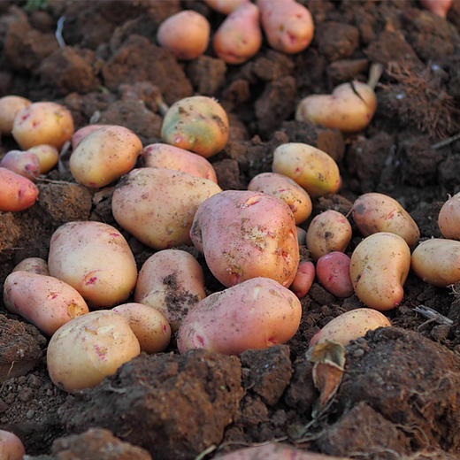 【云南红皮土豆】香甜粉糯 细嫩绵密不噎人 口感香甜 原生态种植 2种规格任选 商品图7