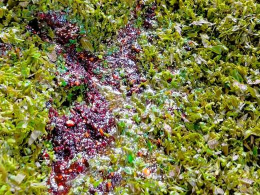 无敌香椿酱 280g 商品图3