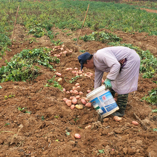 【云南红皮土豆】香甜粉糯 细嫩绵密不噎人 口感香甜 原生态种植 2种规格任选 商品图3