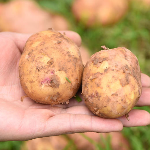 【云南红皮土豆】香甜粉糯 细嫩绵密不噎人 口感香甜 原生态种植 2种规格任选 商品图11