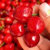 玛瑙小樱桃  甜甜的 新鲜采摘 商品缩略图2