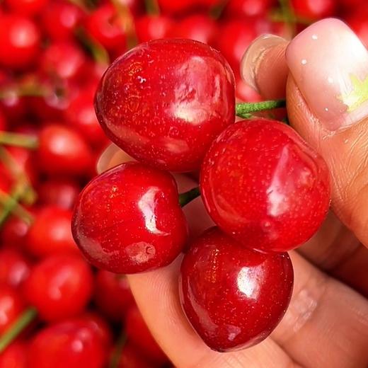 玛瑙小樱桃  甜甜的 新鲜采摘 商品图2