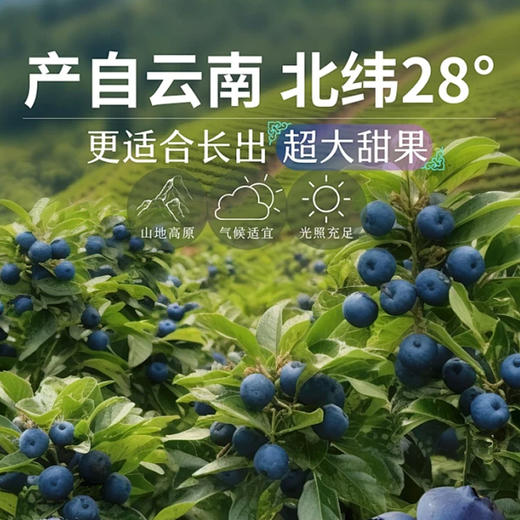 云南高原 圣庄蓝莓125g盒  18mm+  | 水果 商品图2