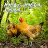 【云南走地铁脚鸡】顺丰到家  48小时之内发货 云海肴汽锅鸡同款 整只净重约4-4.5斤 商品缩略图8
