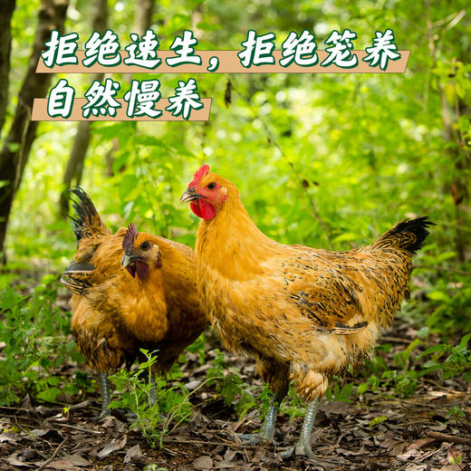 【云南走地铁脚鸡】顺丰到家  48小时之内发货 云海肴汽锅鸡同款 整只净重约4-4.5斤 商品图8