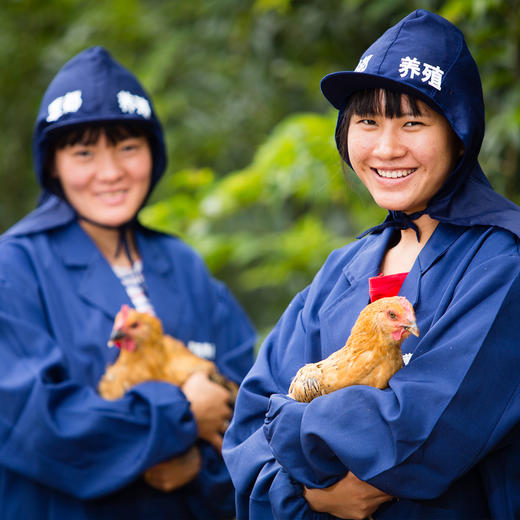 【云南走地铁脚鸡】顺丰到家  48小时之内发货 云海肴汽锅鸡同款 整只净重约4-4.5斤 商品图4