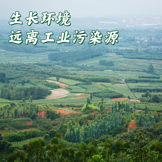【云南走地铁脚鸡】顺丰到家  48小时之内发货 云海肴汽锅鸡同款 整只净重约4-4.5斤 商品图7