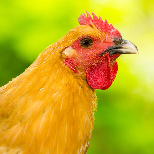 【云南走地铁脚鸡】顺丰到家  48小时之内发货 云海肴汽锅鸡同款 整只净重约4-4.5斤 商品图1