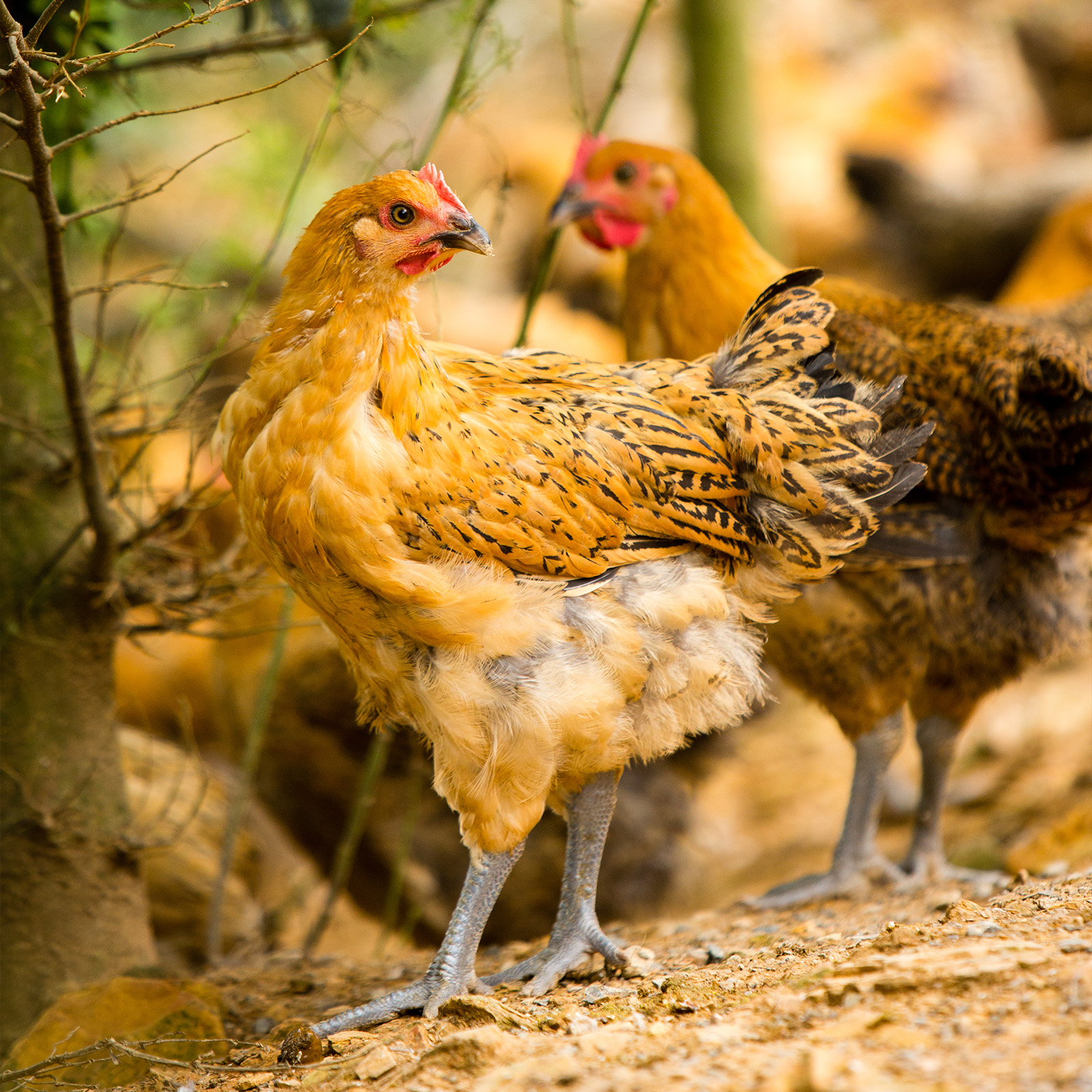 【云南走地铁脚鸡】顺丰到家  48小时之内发货 云海肴汽锅鸡同款 整只净重约4-4.5斤