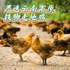 【云南走地铁脚鸡】顺丰到家  48小时之内发货 云海肴汽锅鸡同款 整只净重约4-4.5斤 商品缩略图9