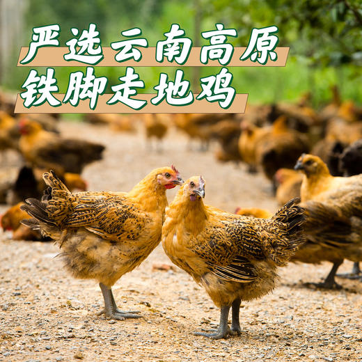 【云南走地铁脚鸡】顺丰到家  48小时之内发货 云海肴汽锅鸡同款 整只净重约4-4.5斤 商品图9