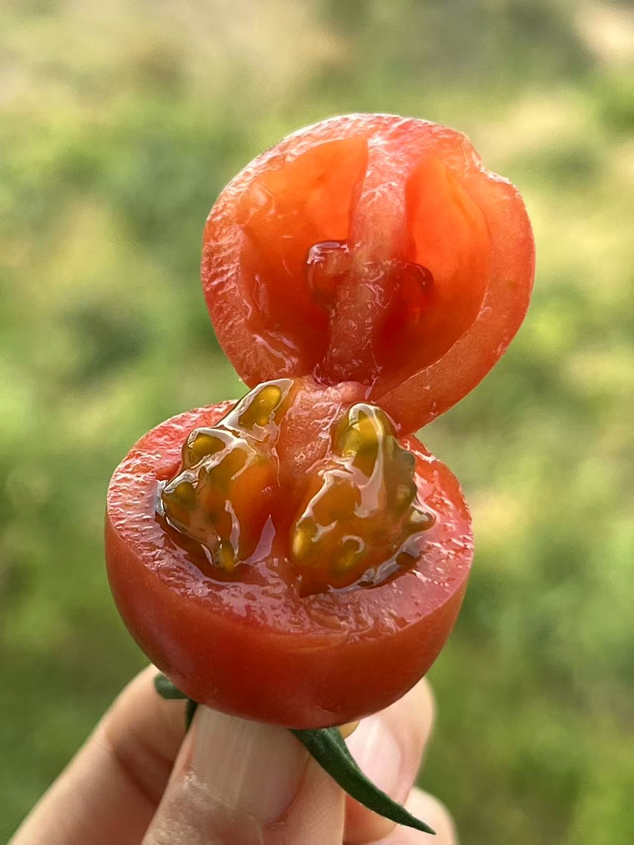 干热河谷露天有机小番茄，下单后72小时左右发货