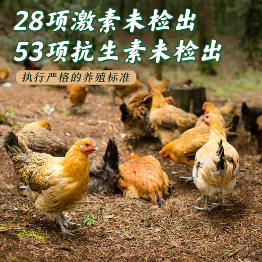 【云南走地铁脚鸡】顺丰到家  48小时之内发货 云海肴汽锅鸡同款 整只净重约4-4.5斤 商品图6