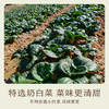 南食召 白菜干 商品缩略图2