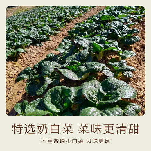 南食召 白菜干 商品图2