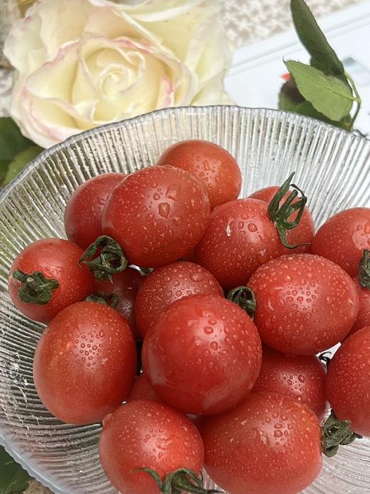 干热河谷露天有机小番茄，下单后72小时左右发货 商品图3