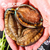 海大厨-大连鲍鱼8头（305g） 商品缩略图2