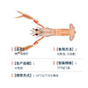 海鳌虾-国产 商品缩略图4