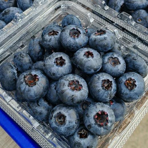 【基地直采】鲜甜脆爽花香蓝莓   当天采摘新鲜直达  产地：漳州 商品图2