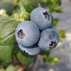 【基地直采】鲜甜脆爽花香蓝莓   当天采摘新鲜直达  产地：漳州 商品缩略图1