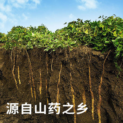  【茉小呆粉条】口感顺滑Q弹有嚼劲 无色素、无明矾和任何添加剂，防腐剂（2.10-2.26停发） 商品图3