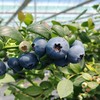 【基地直采】鲜甜脆爽花香蓝莓   当天采摘新鲜直达  产地：漳州 商品缩略图0