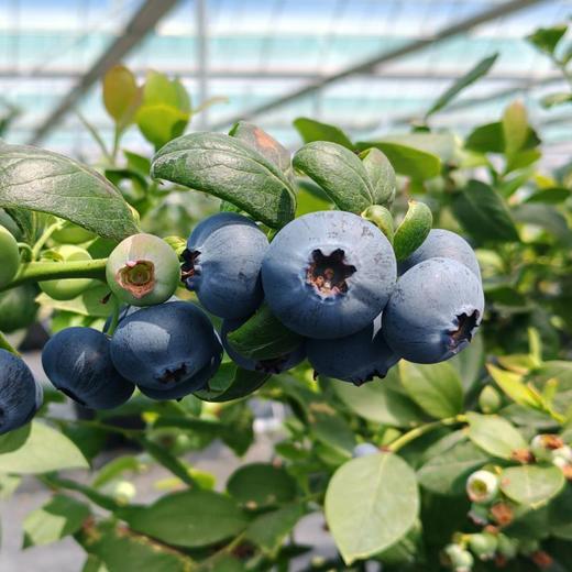 【基地直采】鲜甜脆爽花香蓝莓   当天采摘新鲜直达  产地：漳州 商品图0
