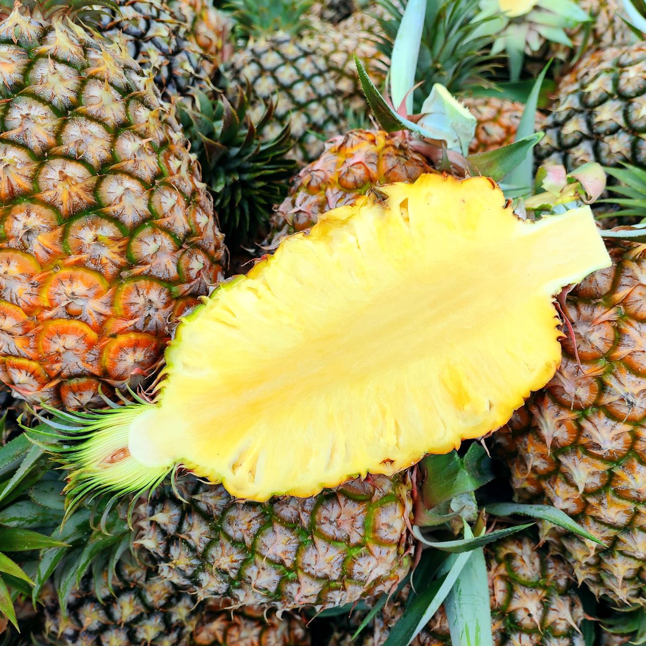 海南金钻凤梨（彩箱装 两种规格）