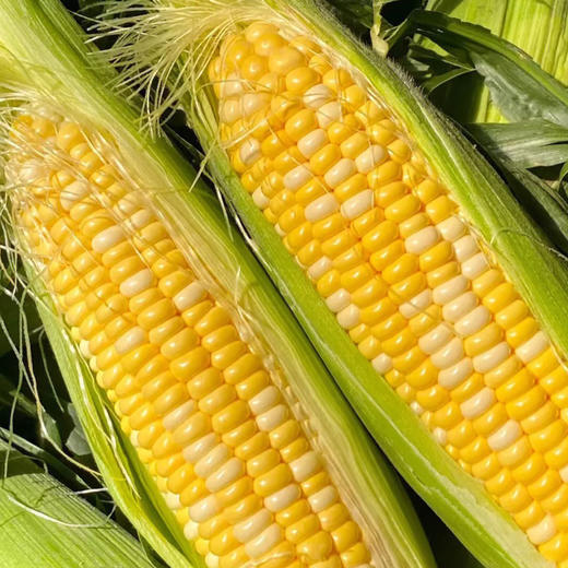 【预售，4月15号开始排单发货，4月15号前下单多送1斤】有机黄白甜糯玉米，鲜甜玉米，带皮发货，下单后48小时左右发货 商品图0
