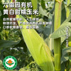 【预售，4月15号开始排单发货，4月15号前下单多送1斤】有机黄白甜糯玉米，鲜甜玉米，带皮发货，下单后48小时左右发货 商品缩略图1