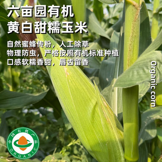 【预售，4月15号开始排单发货，4月15号前下单多送1斤】有机黄白甜糯玉米，鲜甜玉米，带皮发货，下单后48小时左右发货 商品图1