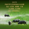 冷鲜 【预售】看得见的放心黑猪(认养黑猪)60kg 商品缩略图2