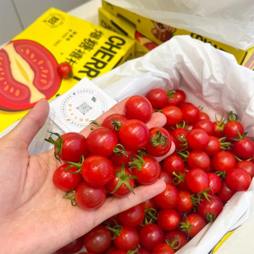 刘婆婆小甜甜千禧 小番茄 圣女果 好吃的甜番茄 商品图9