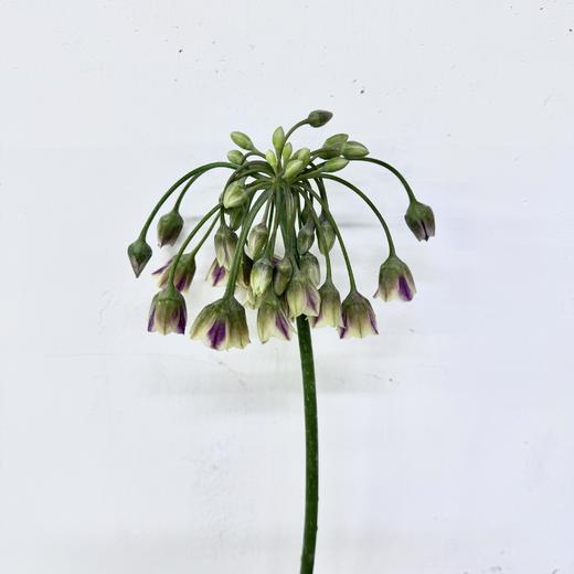 基地直营-百合葱-10支 商品图1