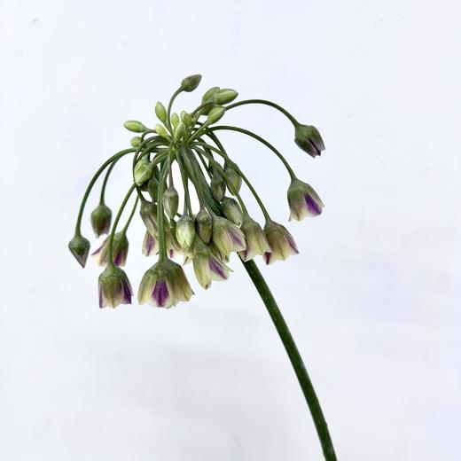 基地直营-百合葱-10支 商品图0