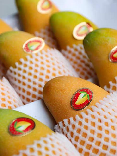 海南金煌芒高山老树老果8.5-9斤/礼盒适合送礼 商品图2