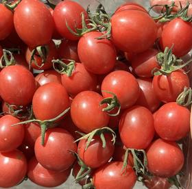 有机河谷小番茄｜云南楚雄